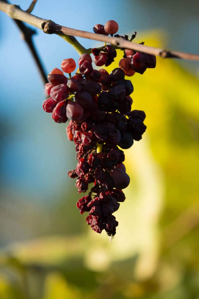 A bunch of grapes hanging from a branch.