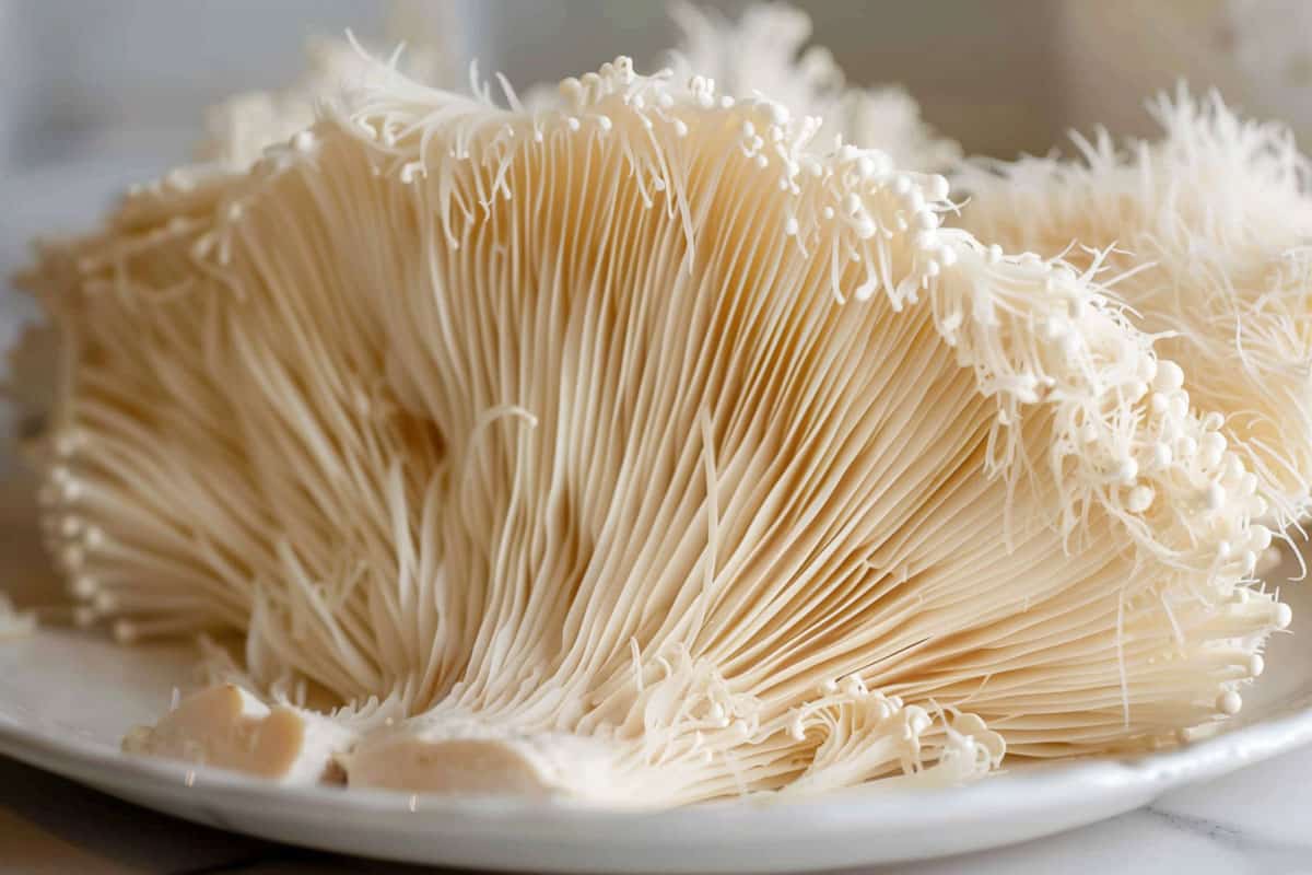 Lion’s Mane Benefits: Super Fungi Secrets